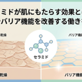 セラミドが肌にもたらす効果とは？乾燥やバリア機能を改善する働きを解説