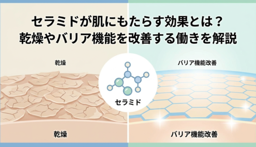 セラミドが肌にもたらす効果とは？乾燥やバリア機能を改善する働きを解説