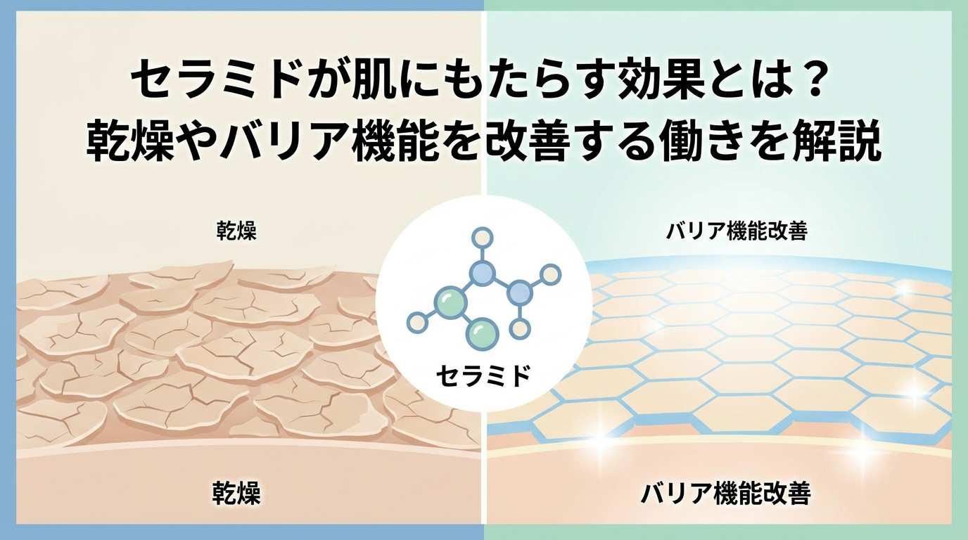 セラミドが肌にもたらす効果とは？乾燥やバリア機能を改善する働きを解説