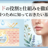 セラミドの役割と仕組みを徹底解説。美肌を保つために知っておきたい基礎知識。